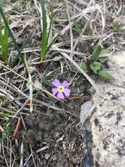 Primula mistassinica