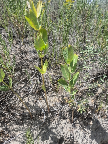 showy milkweed