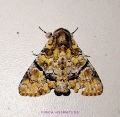 Stibaera