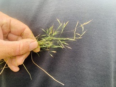 Deschampsia danthonioides