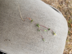 Leptosiphon bolanderi