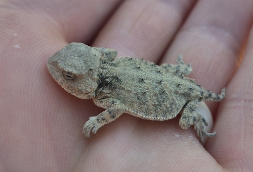 Greater Short-horned Lizard