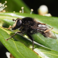 Criorhina ranunculi