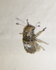 Toxonotus cornutus