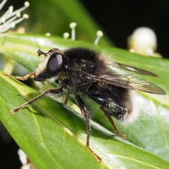 Criorhina ranunculi