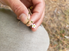 Leptosiphon bolanderi