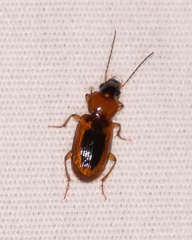 Stenolophus dissimilis