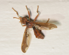 Pyrgota undata