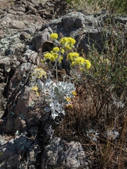 Eriogonum crocatum