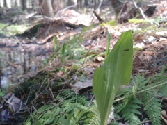 Platanthera grandiflora