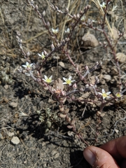Dudleya blochmaniae blochmaniae
