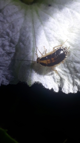 German Cockroach
