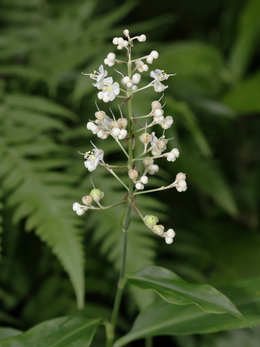 Pollia secundiflora observed 2026-08-23