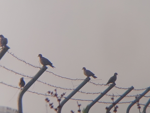 Eurasian Collared-Dove