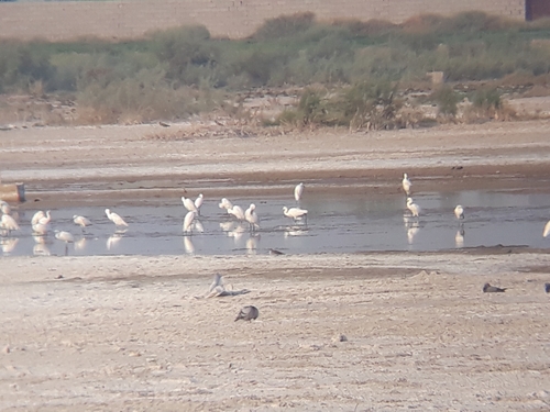 Collared Pratincole