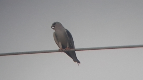 Asian Black-winged Kite