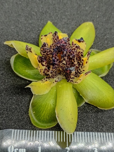 Austrobaileya scandens, photograph 3