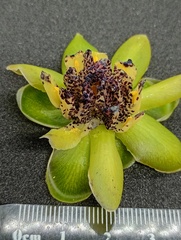 Austrobaileya scandens, photograph (c) Wairambar Rainforest, some rights reserved (CC BY)