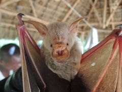 Macronycteris vittatus