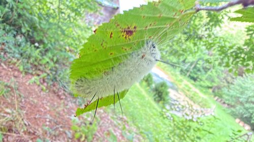 American Dagger (Acronicta americana)