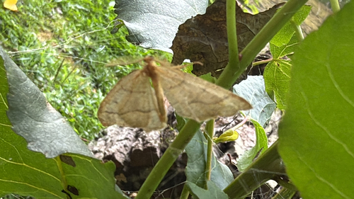 Hemlock Looper Moth (Lambdina fiscellaria)