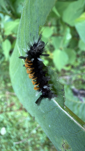 Milkweed Tussock Moth (Euchaetes egle)