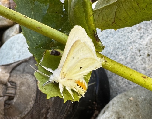 Virginian Tiger Moth