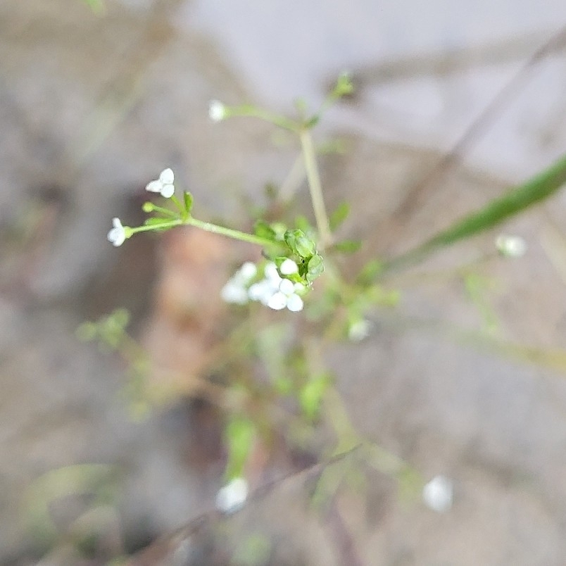 Galium trifidum; photograph author not stated, no rights reserved