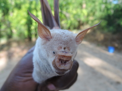 Macronycteris vittatus