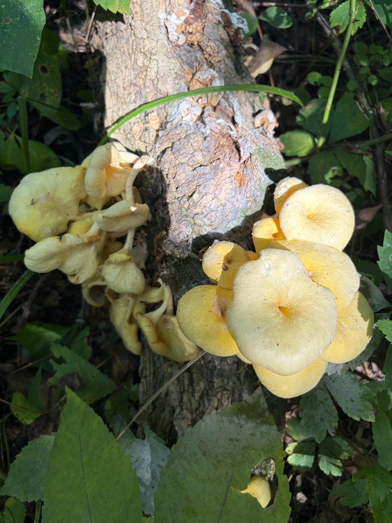 Golden Oyster Mushroom · August 2026 · photo: Photo: (c) Kevin, some rights reserved (CC BY) · iNaturalist