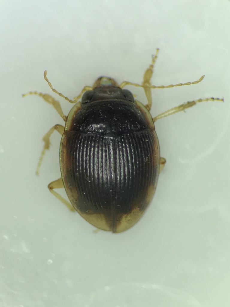 Large-lipped Round Sand Beetle