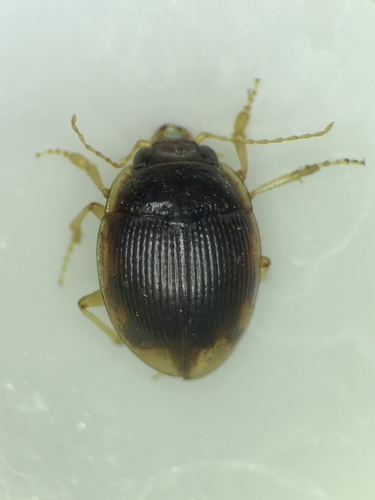 Large-lipped Round Sand Beetle