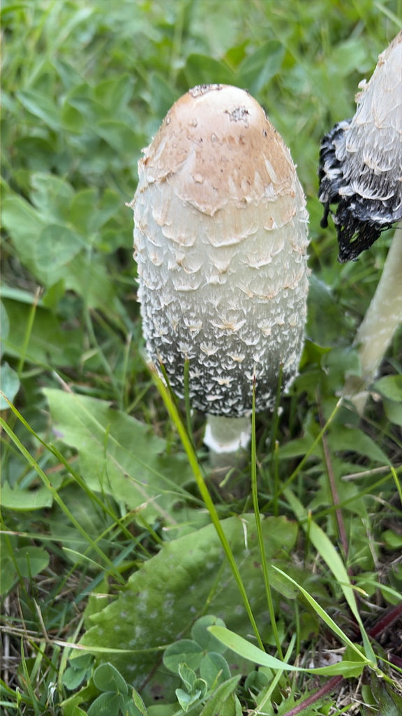 Shaggy Mane · August 2026 · photo: Photo: (c) ruby2shoes, some rights reserved (CC BY) · iNaturalist