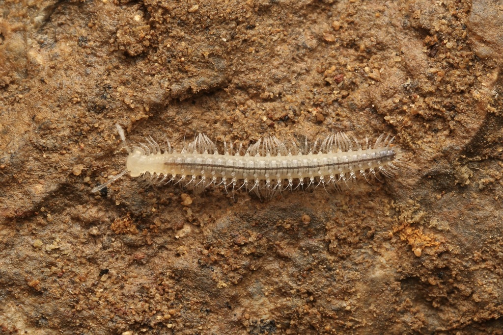 Scoterpes austrinus
