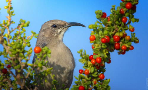 LeConte's Thrasher (Vizcaino)