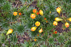 Gentianella hirculus