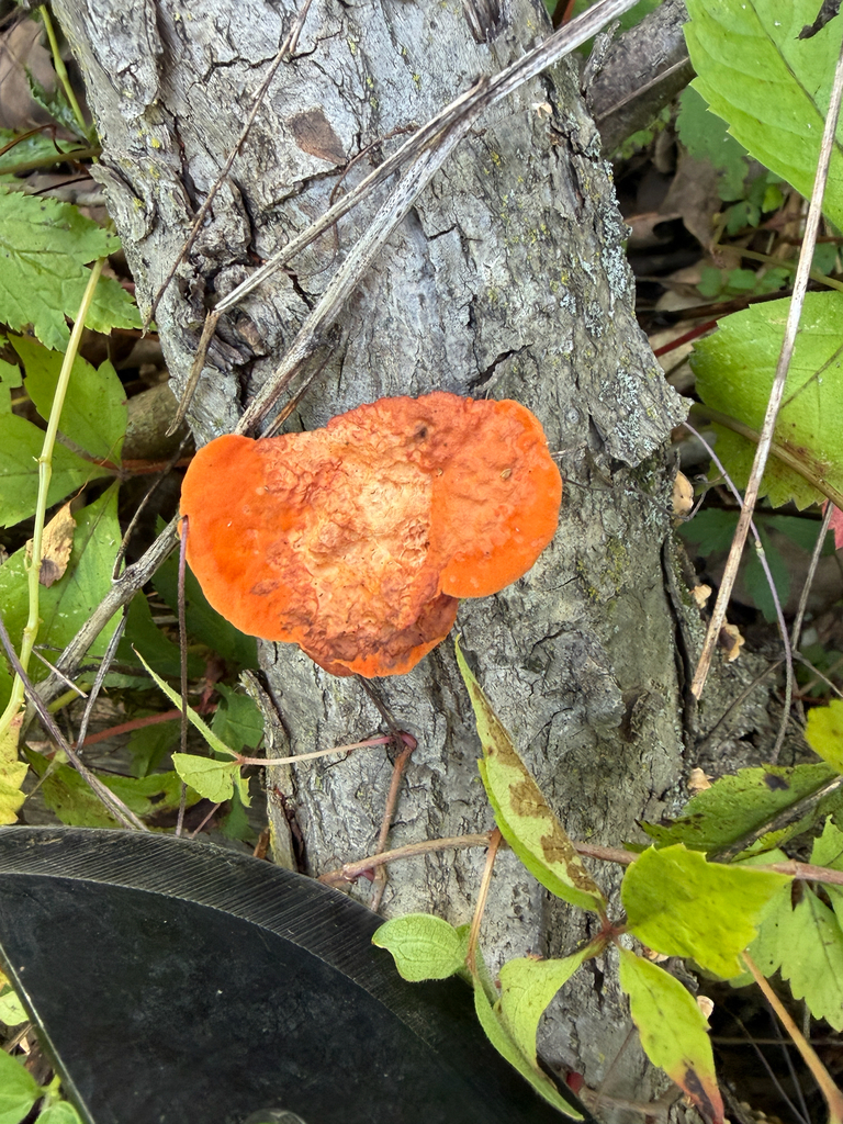Northern Cinnabar Polypore · August 2026 · photo: Photo: (c) Kevin, some rights reserved (CC BY) · iNaturalist