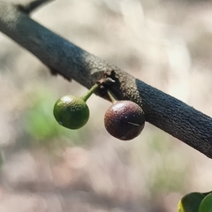 Chrysophyllum marginatum