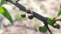 Chrysophyllum marginatum, photograph (c) Thomaz Ricardo Favreto Sinani, some rights reserved (CC BY)