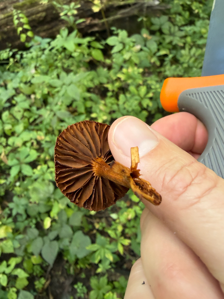 Cortinarius distans · August 2026 · photo: Photo: (c) Kevin, some rights reserved (CC BY) · iNaturalist