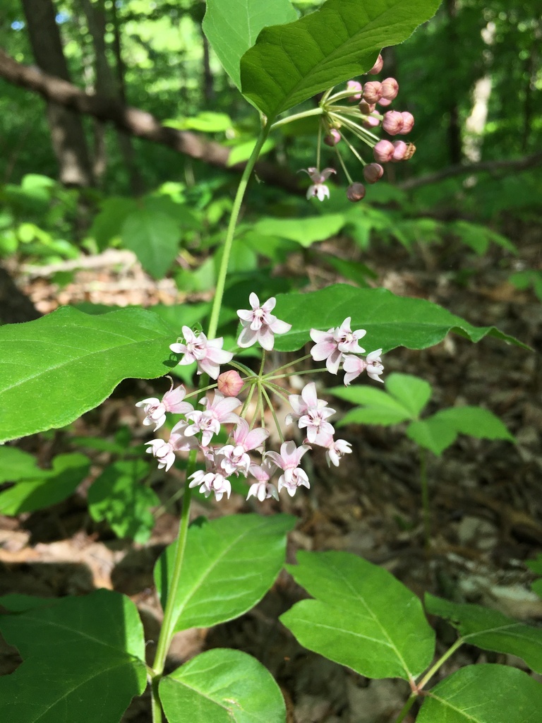 four-leaved milkweed