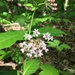 Four-leaved Milkweed - Photo (c) Matt Tomlinson, some rights reserved (CC BY-NC), uploaded by Matt Tomlinson