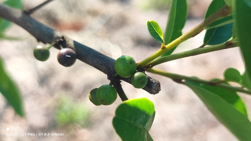 Chrysophyllum marginatum, photograph 4