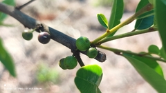 Chrysophyllum marginatum, photograph (c) Thomaz Ricardo Favreto Sinani, some rights reserved (CC BY)