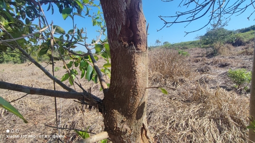 Chrysophyllum marginatum, photograph 6