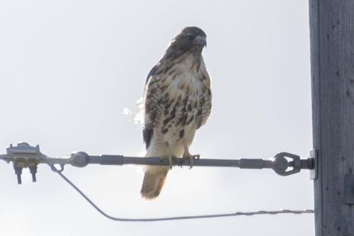Red-tailed Hawk