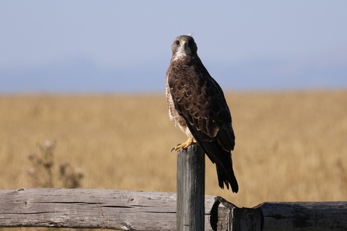 Swainson's Hawk