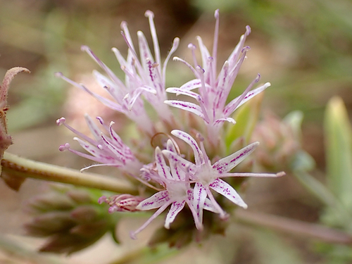 Monardella linoides observed 2026-08-25