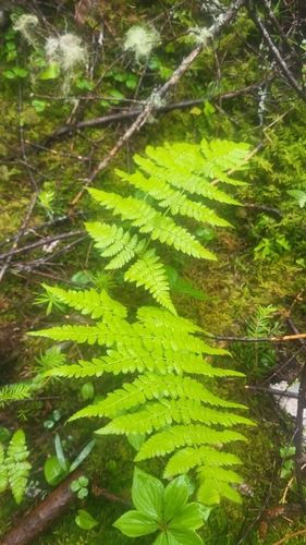 Dryopteris campyloptera