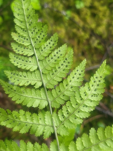 Dryopteris campyloptera, photograph 2